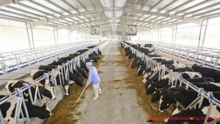 Công Ty Cổ Phần Nhân Lực IPM Việt Nam đang tuyển 3 nữ tham gia đơn hàng chăn nuôi bò đi Nhật