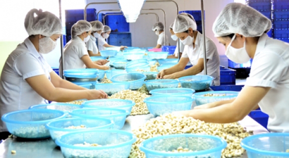 Công Ty Cổ Phần Nhân Lực IPM Việt Nam đang tuyển 9 nữ tham gia đơn hàng chế biến thực phẩm sấy khô đi Nhật