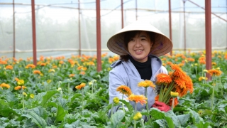 Công Ty Cổ Phần Nhân Lực IPM Việt Nam đang tuyển 4 nam 3 nữ tham gia đơn hàng Nông nghiệp nhà kính