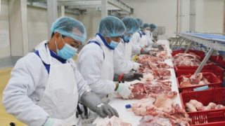 Công Ty Cổ Phần Nhân Lực IPM Việt Nam đang tuyển 6 nam tham gia đơn hàng lọc thịt lợn đi Nhật