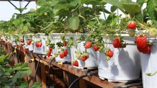 Công Ty Cổ Phần Nhân Lực IPM Việt Nam đang tuyển 8 nữ tham gia đơn hàng Nông Nghiệp trồng và thu hoạch cà chua trong nhà kính