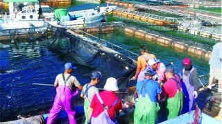 Công Ty Cổ Phần Nhân Lực IPM Việt Nam đang tuyển 10 người  tham gia đơn hàng nuôi trồng thủy sản đi Nhật