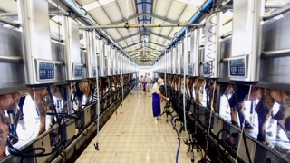 Công Ty Cổ Phần Nhân Lực IPM Việt Nam đang tuyển 6 nữ tham gia đơn hàng vắt sữa bò đi Nhật