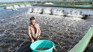 Công Ty Cổ Phần Nhân Lực IPM Việt Nam đang tuyển 18 nam tham gia đơn hàng Nuôi trồng thủy sản đi Nhật
