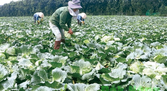 Công Ty Cổ Phần Nhân Lực IPM Việt Nam đang tuyển 3 nữ tham gia đơn hàng trồng và thu hoạch rau củ đi Nhật